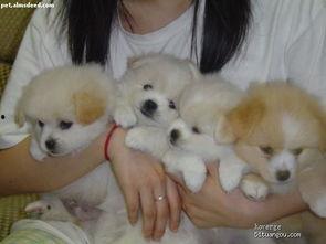 一个狗狗最新爆料图片视频 第2张 一个狗狗最新爆料图片视频 第2张